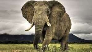 Najsilnejšie zviera na svete